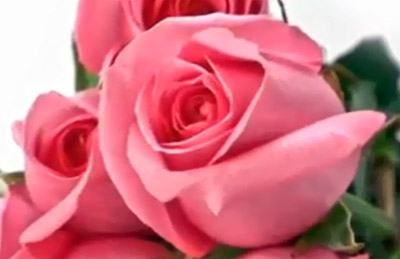 beautiful pink growing roses
