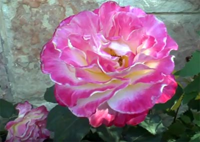 a bright red hybrid tea rose for your growing roses