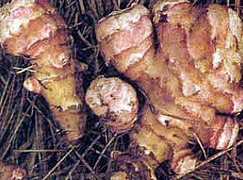 jerusalem artichoke tubers