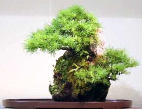types of bonsai plants 