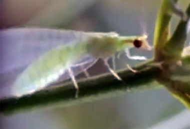 a female green lacewing