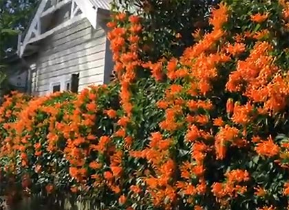 sweet orange-colored climbing plant