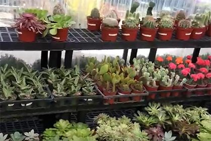 a wide range of houseplants on display for sale