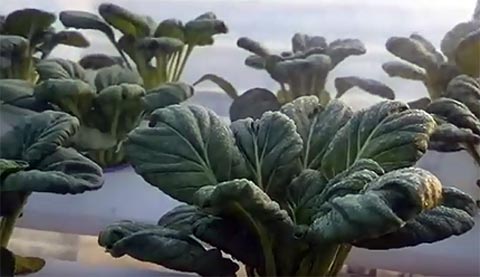 plants grown via homegrown hydroponics 