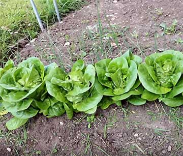 lettuce plants thriving in cool weather