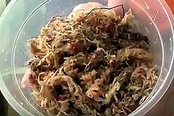 a tub of sphagnum moss