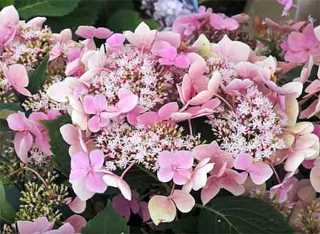 some real sweet looking lacecap hydrangeas