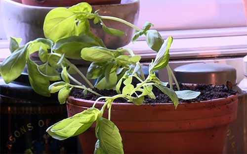 basil grown in a pot by the windowsill