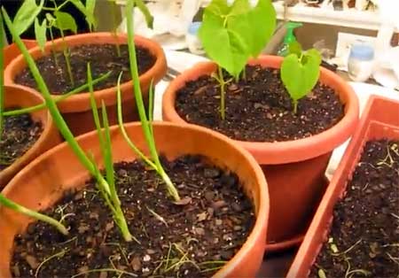container gardening requires fairly low financial input