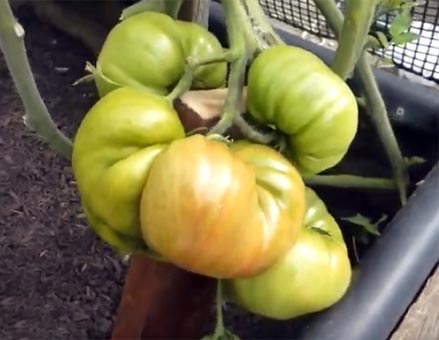 precious heirloom tomatoes