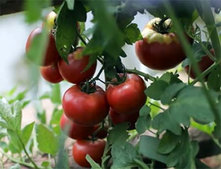 widespread cultivation of tomatoes