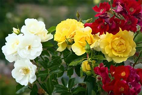 roses of various colors