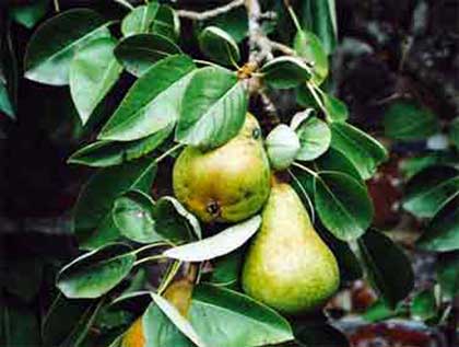 A few beautiful pears