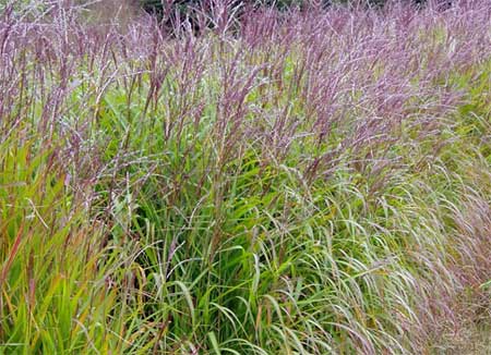 Miscanthus Purpurascens color is about to commence sometime in September