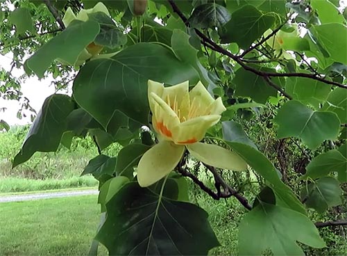 such a beautiful tulip tree
