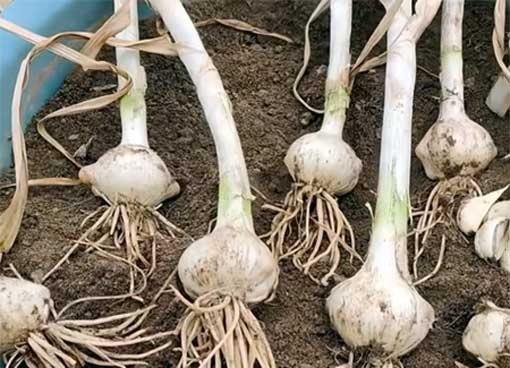 growing garlic in the home garden